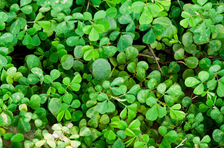 Marsilea crenata