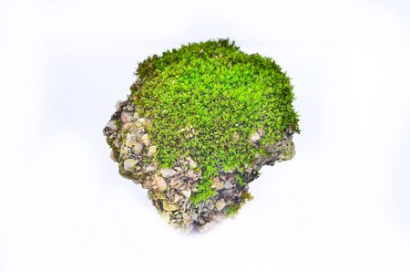 moss on rockの写真素材