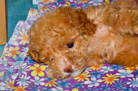 Poodle puppyの写真素材