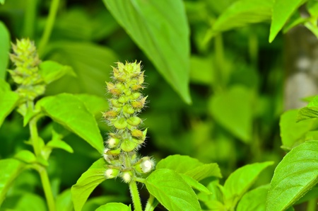 Holy basil flowerの写真素材