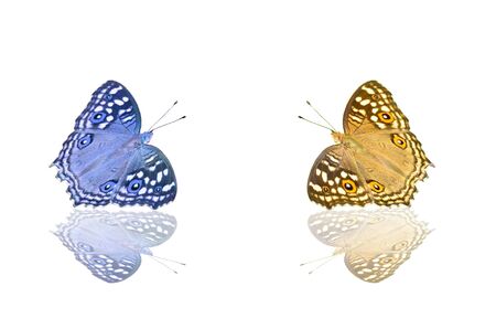 Multi colored butterfly and reflectionの写真素材