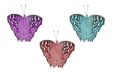 Multi colored butterfly on white backgroundの写真素材