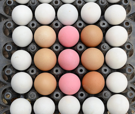 Carton box of  eggs
