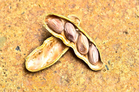 Peanutsの写真素材