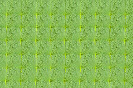 leaf  backside の写真素材