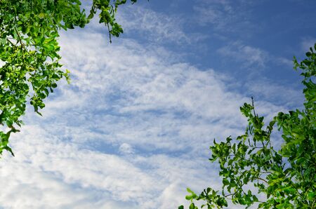 green leave on blue skyの写真素材