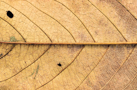 dry leave texture