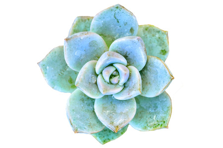 green cactus flower ion white backgroundの写真素材
