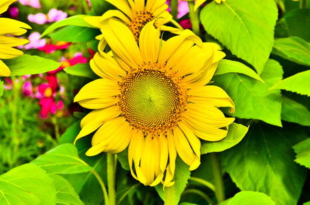 sun flowerの写真素材
