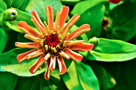 Zinnia flower bloomingの写真素材