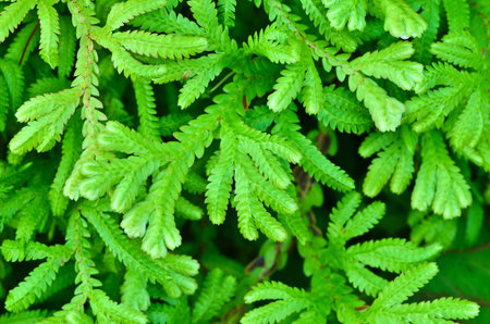 leaves of fernの写真素材