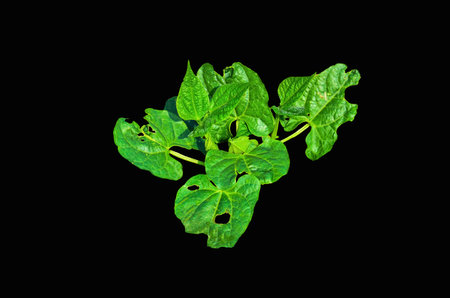 Plant seedlings on black background