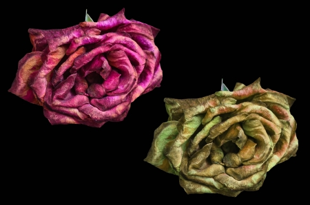 beautiful dry red and white rose on black backgroundの写真素材