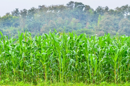 Closeup of a field of cornの写真素材