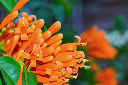 Orange trumpetの写真素材