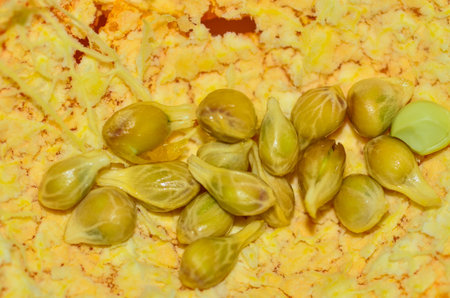 citrus seeds
