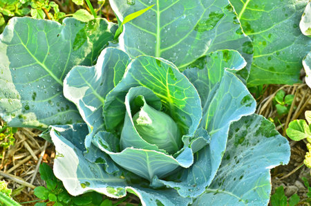 head of cabbage
