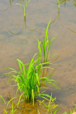 soft rice growing up in fieldの写真素材
