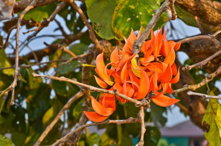 Flame of the forest