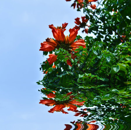 orange flowers of the African Tulip Tree
