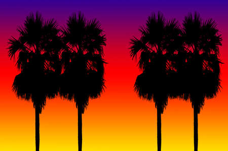 Silhouetted of coconut tree during sunsetの写真素材
