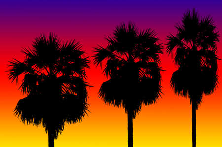 Silhouetted of coconut tree during sunsetの写真素材