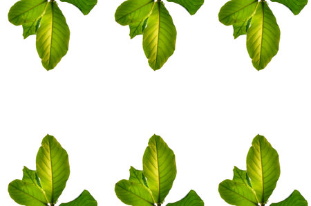 Green leave on white backgroundの写真素材