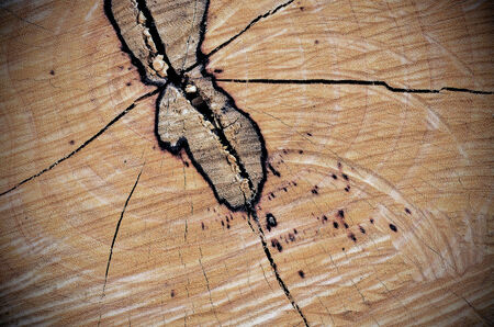 tree stump backgroundの写真素材