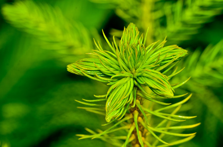 top of Pine treeの写真素材