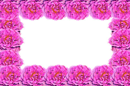 violet Rose frameの写真素材