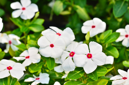 Catharanthus roseus blooming in the gardenの写真素材