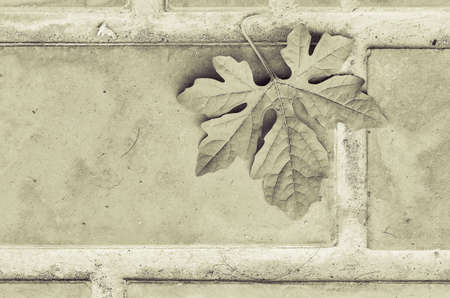 Leaf on groundの写真素材