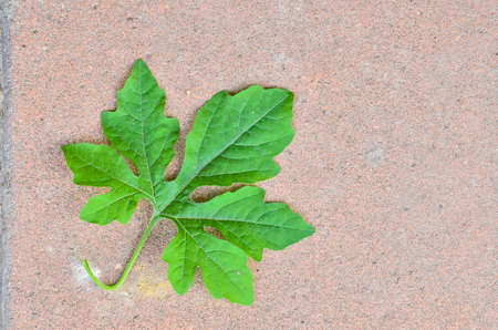 Leaf on groundの写真素材