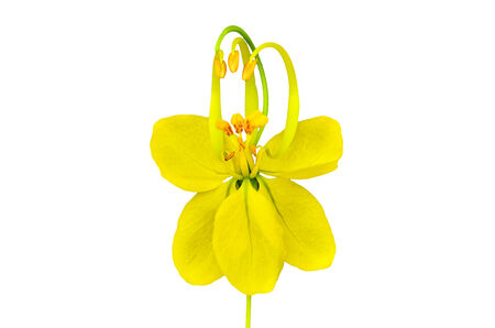 Cassia flower on white backgroundの写真素材