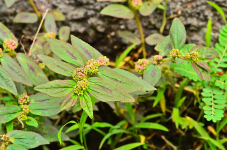 Euphorbia hirtaの写真素材