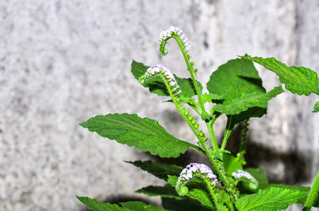 Heliotropium indicumの写真素材