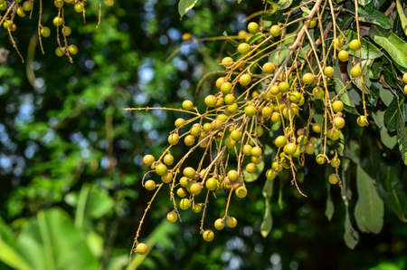 young longan fruitの写真素材