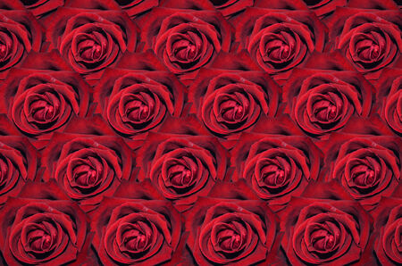 red rose closeup backgroundの写真素材