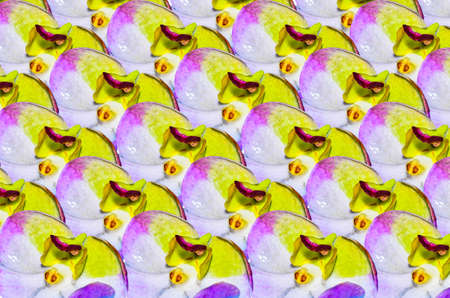 orchids backgroundの写真素材