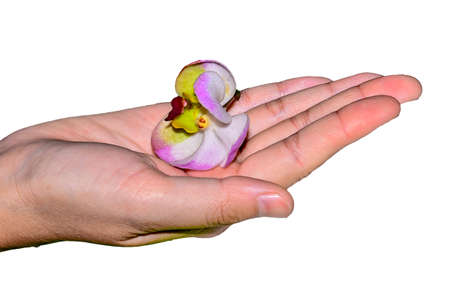 Orchid in Hands on white backgroundの写真素材