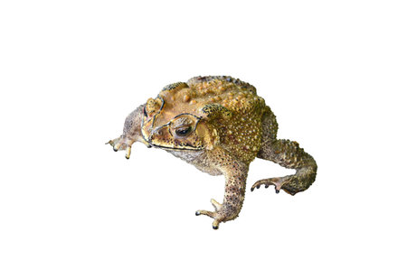 Common Toad on white backgroundの写真素材