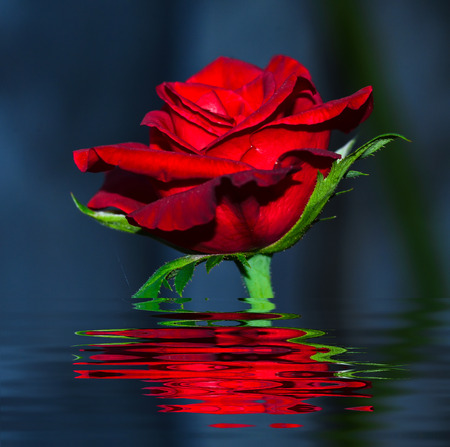 red rose with reflect in waterの写真素材
