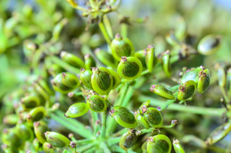 Heracleum siamicum Craibの写真素材