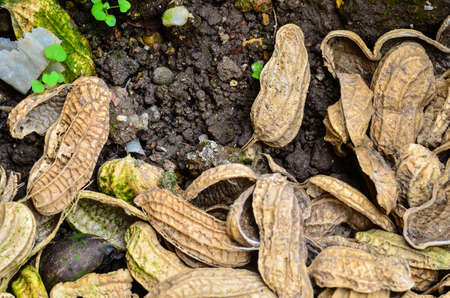 peanuts peel stackの写真素材