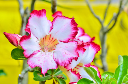 Adenium obesumの写真素材
