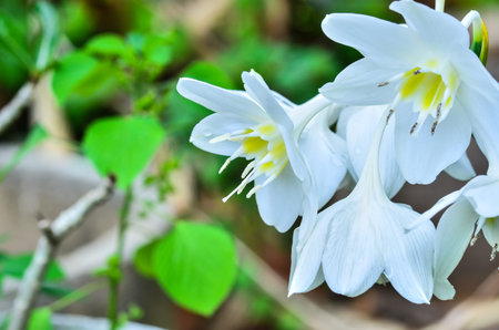 Cardwell Lily
