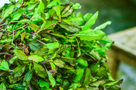 Sacred Basilの写真素材