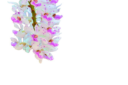 pink orchids on white backgroundの写真素材