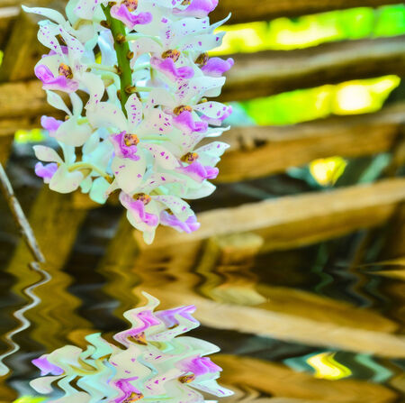 pink orchids with reflect in waterの写真素材