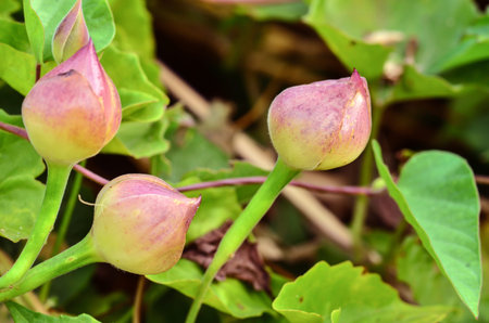 Closeup of unopened pink chive flower buds